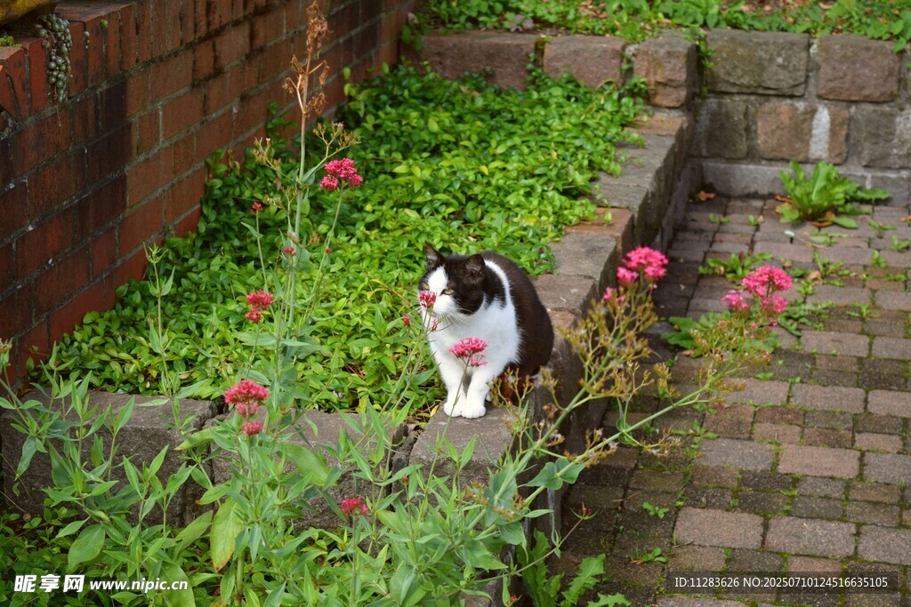 花园中漫步的可爱猫咪