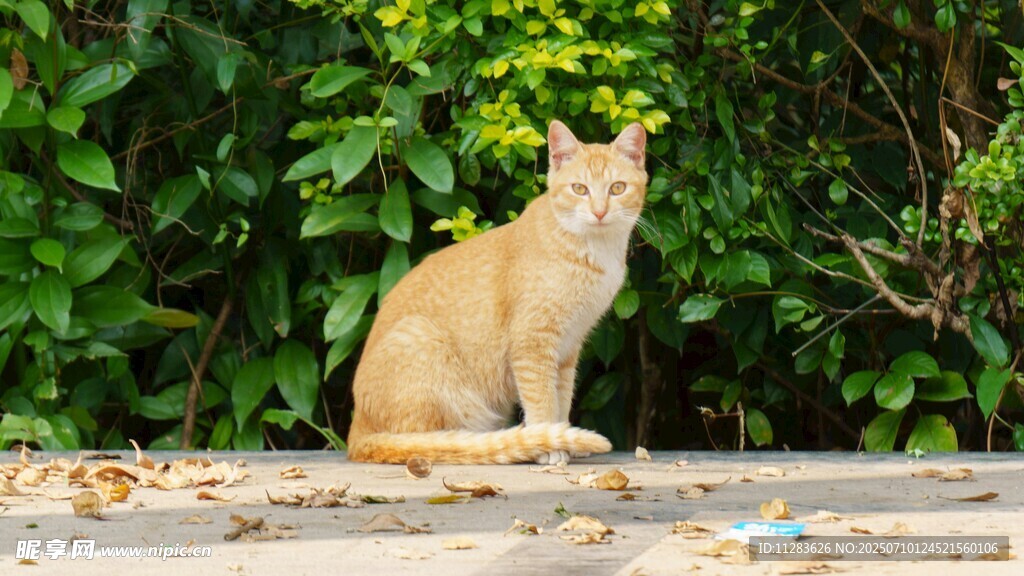 户外独坐的黄猫