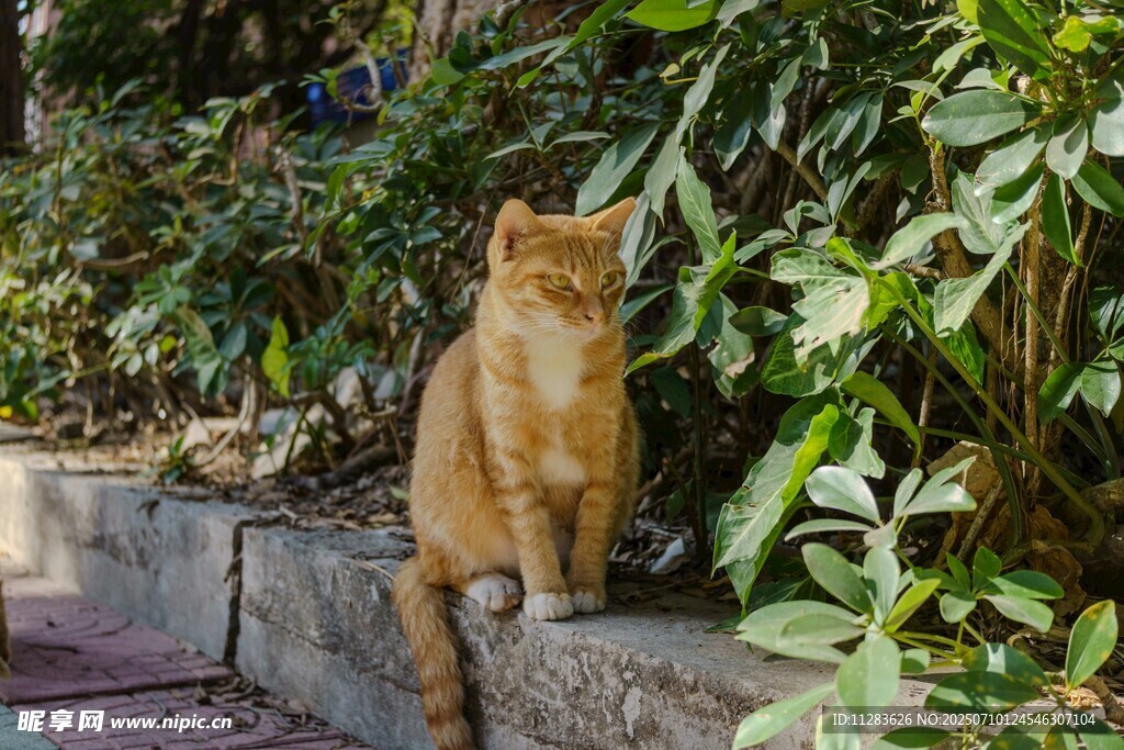 橘猫立于绿植环绕的墙边