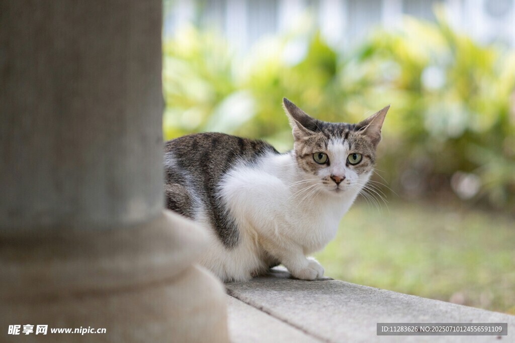 廊柱旁好奇张望的猫咪