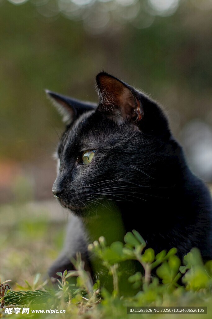 黑猫静卧于绿意之中