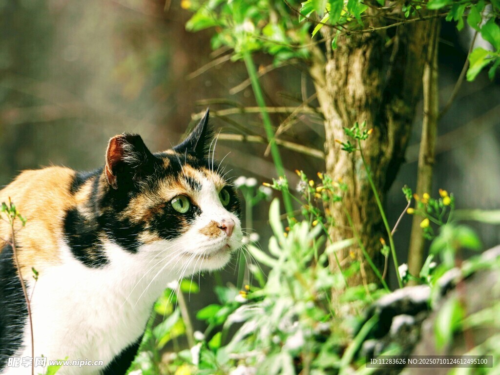 三色猫于绿植间张望