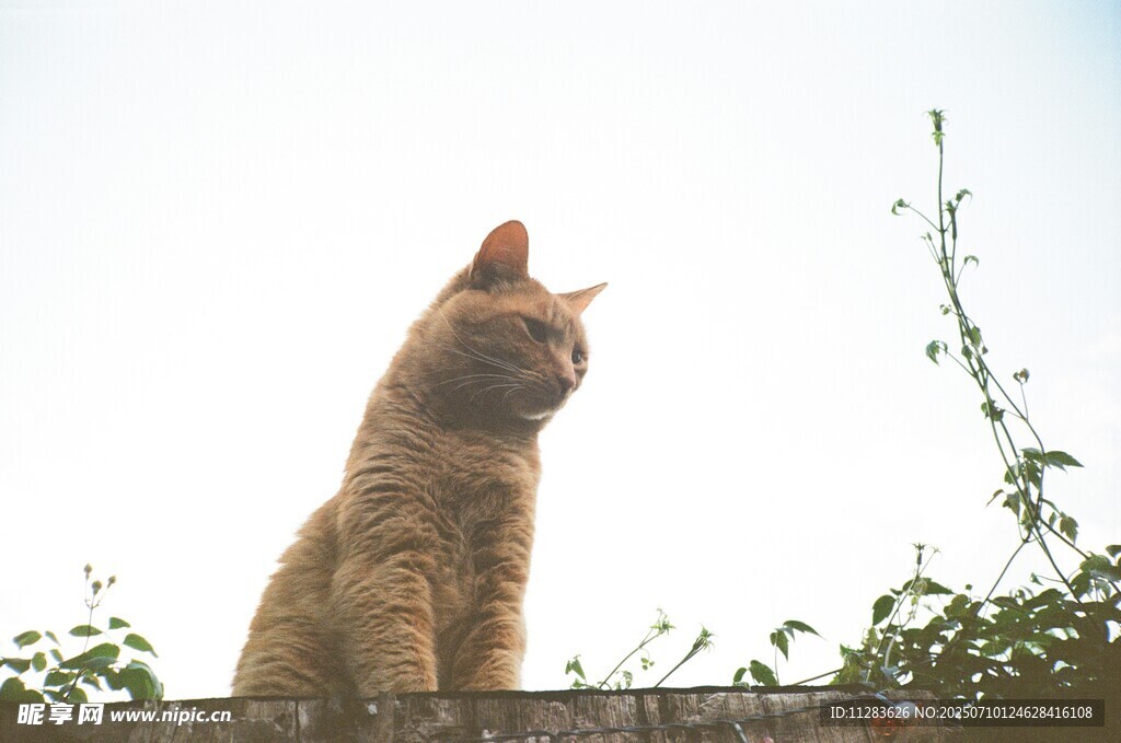 墙头橘猫眺望远方
