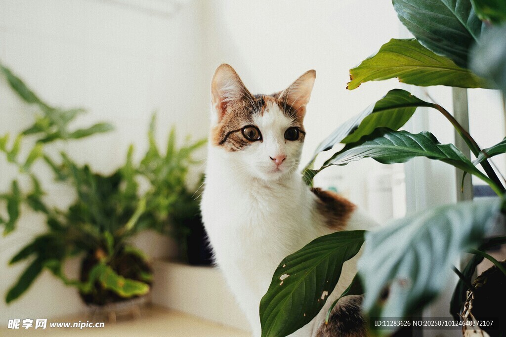 绿植旁的可爱猫咪