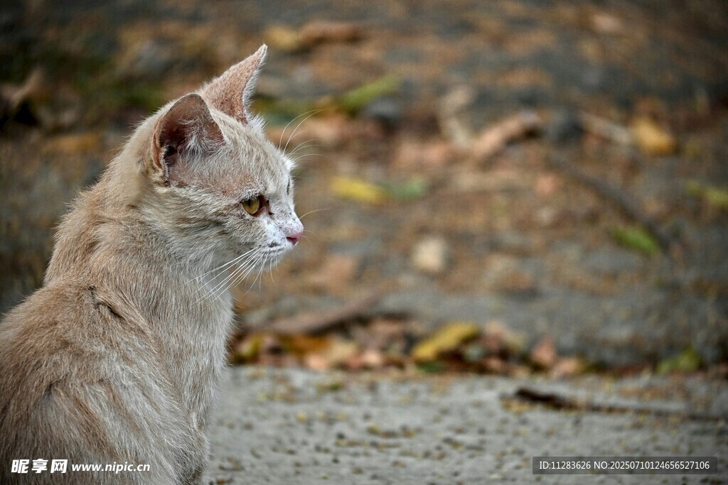 户外浅色猫咪侧头凝望