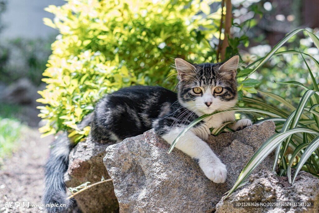 石上休憩的可爱猫咪