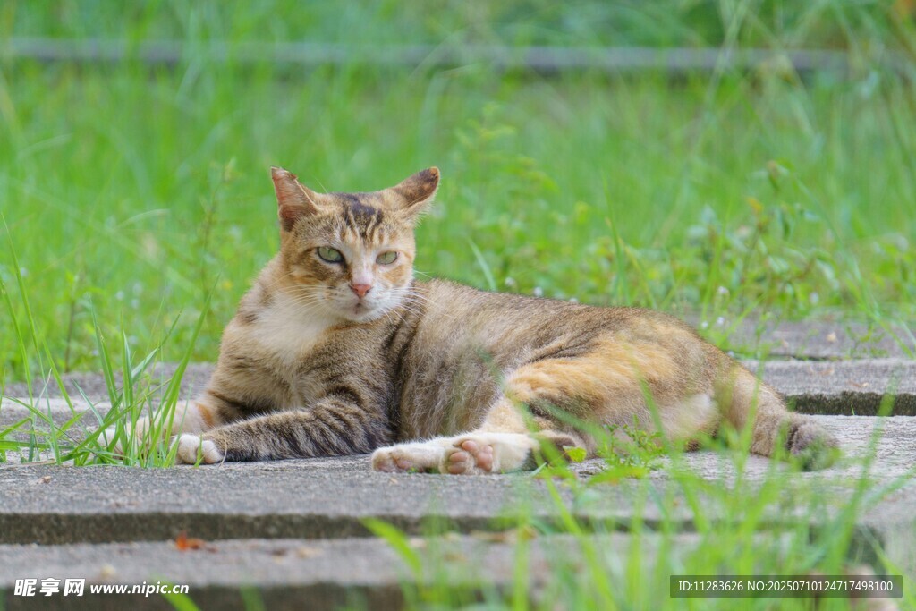草地上休憩的猫咪