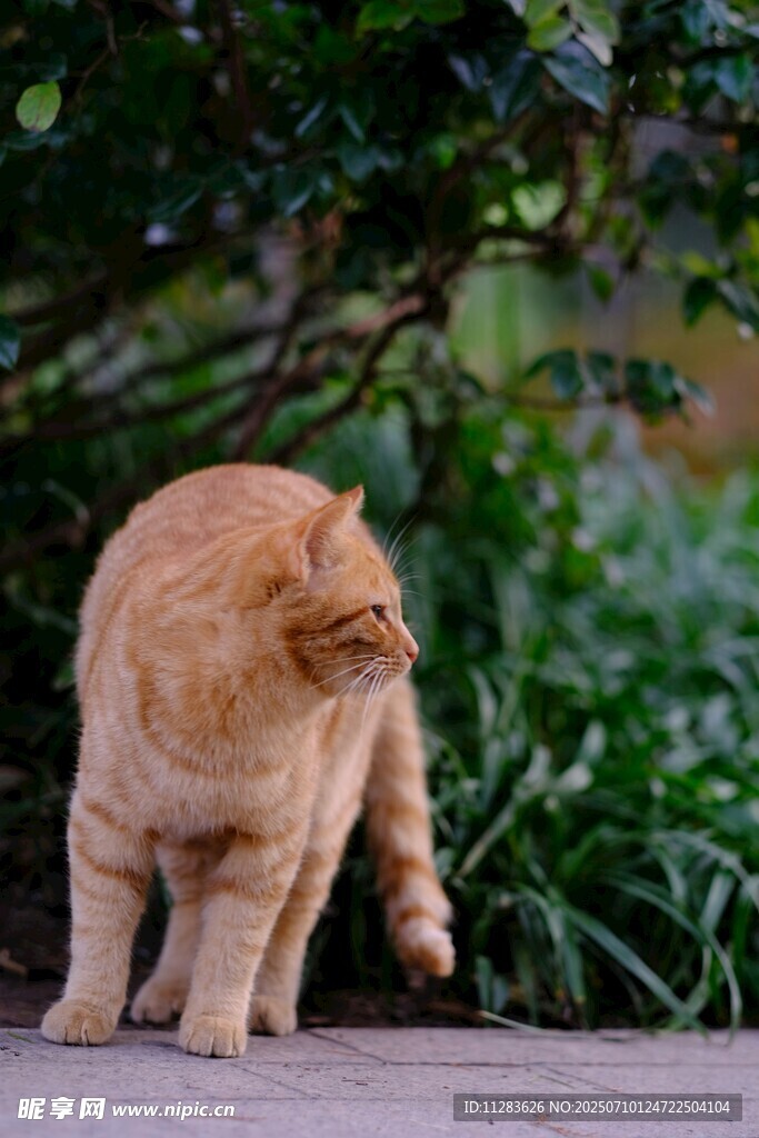 橘猫漫步于绿植旁