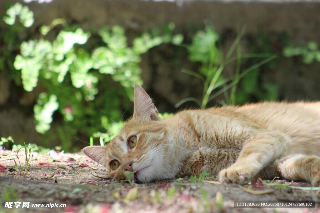 酣睡的橘猫