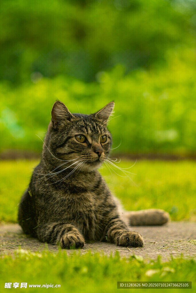 草地上的可爱猫咪
