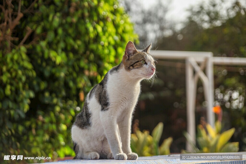 户外端坐的三色花纹猫咪