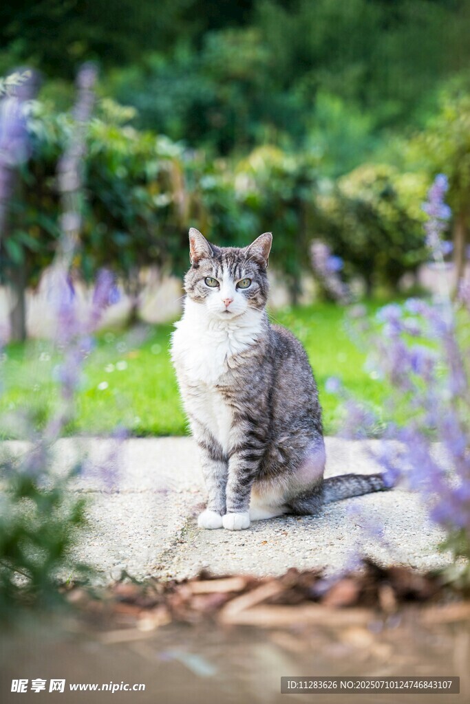 花园中静坐的可爱猫咪