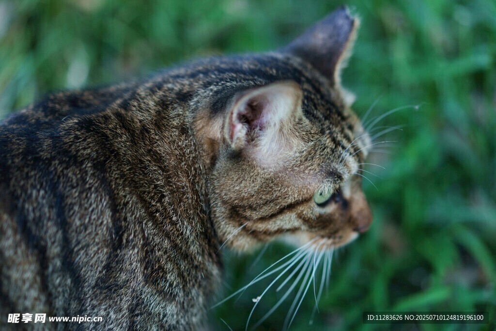 草丛中的斑纹猫咪