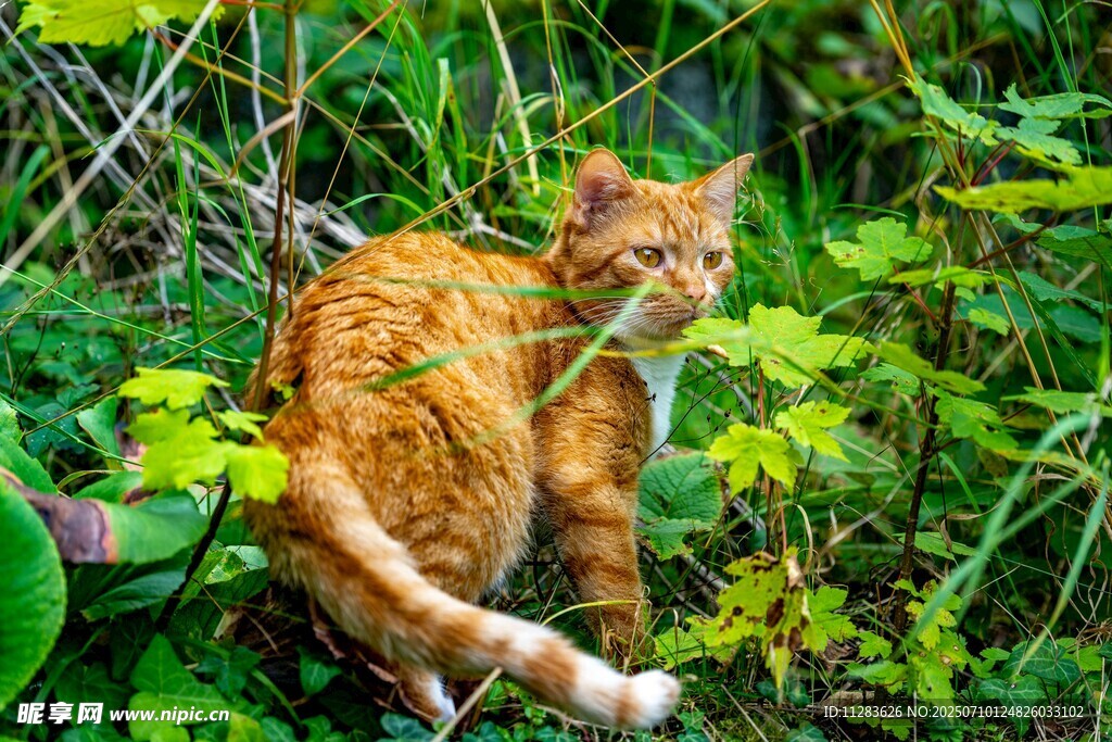 橘猫藏身繁茂绿植间