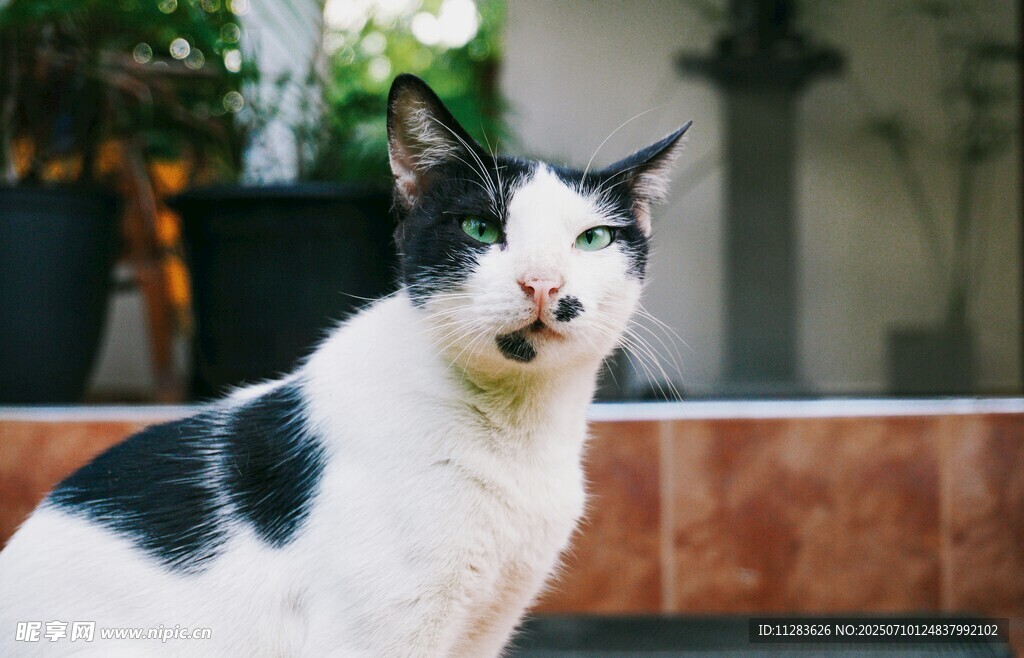 黑白花猫的悠闲瞬间