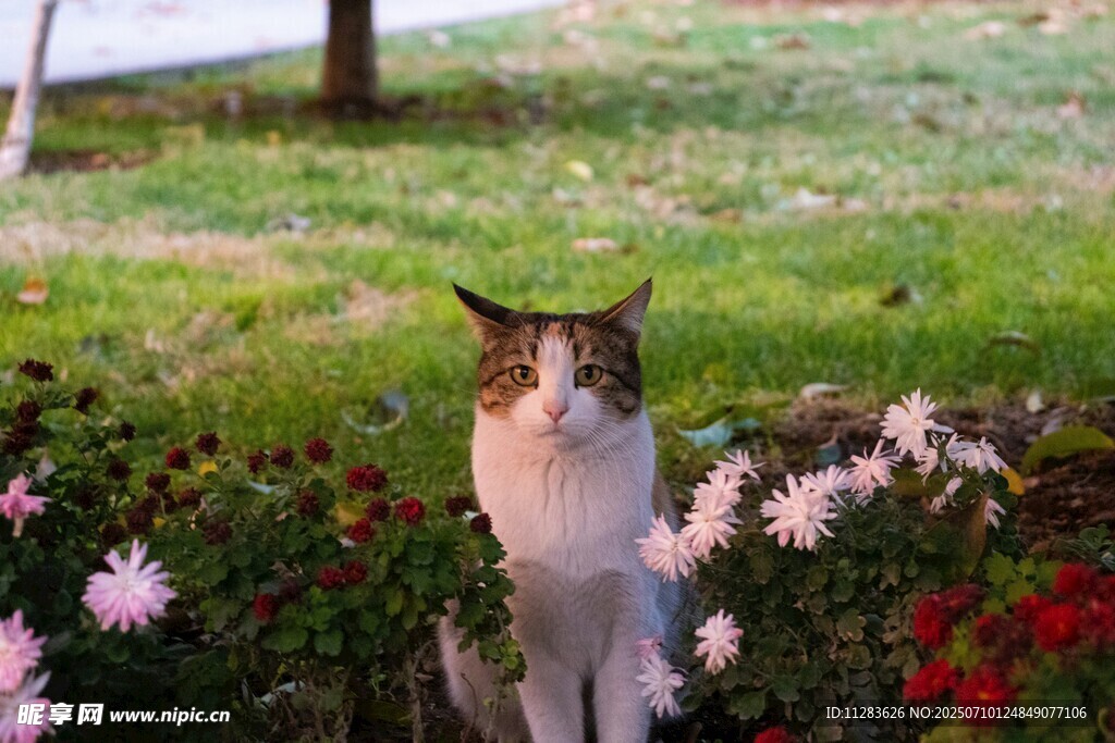 花丛中站立的可爱猫咪