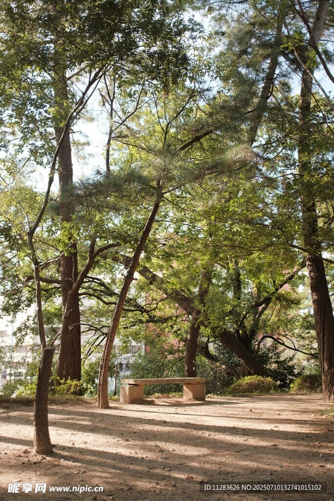 林间静谧小道