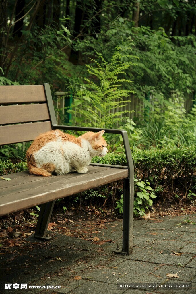 长椅上休憩的猫咪