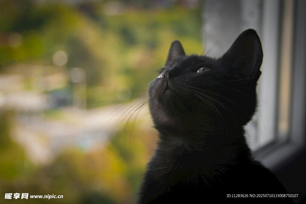 窗边猫咪仰头望景
