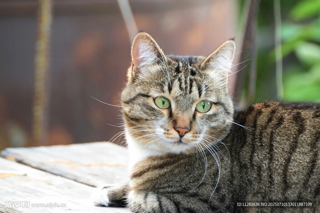 阳光下的斑纹猫咪