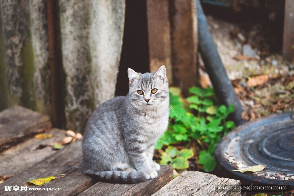 木台上的灰色猫咪