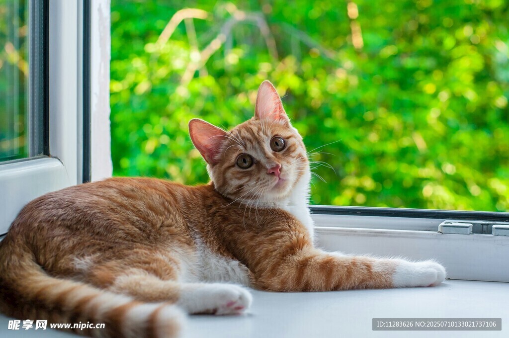 窗边橘猫惬意休憩