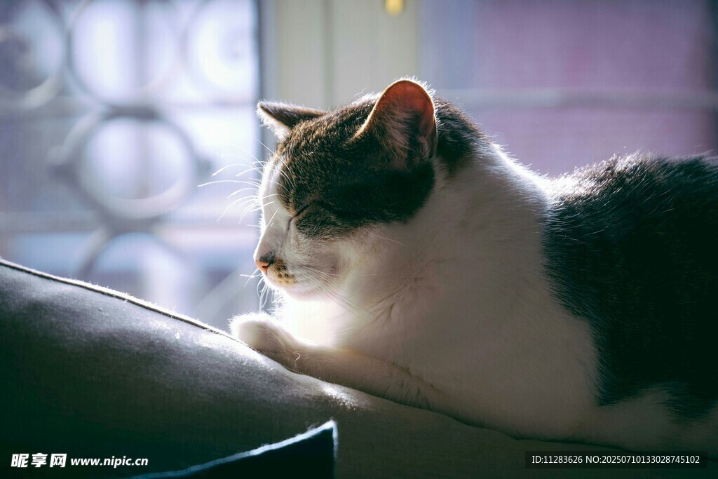窗边猫咪惬意休憩