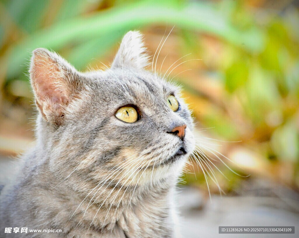 仰头凝视的灰色猫咪