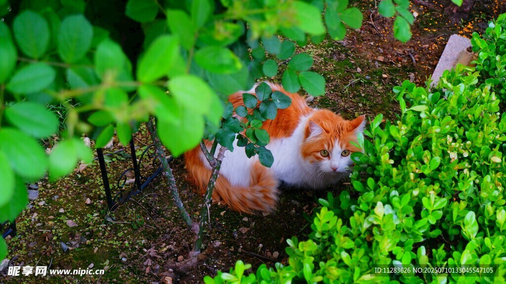 草丛中的橘猫