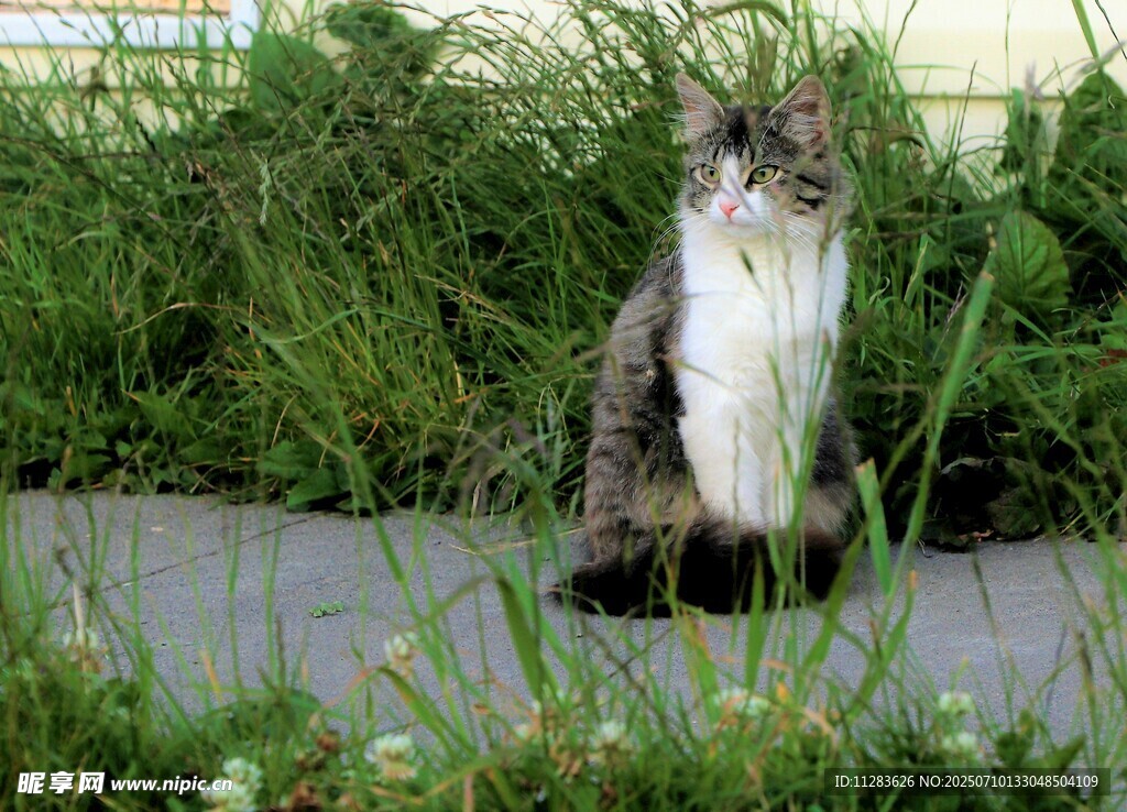 草丛中的长毛猫咪