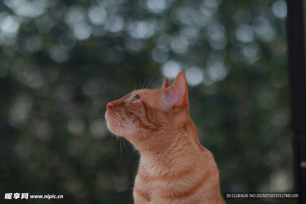 橘猫仰头望景