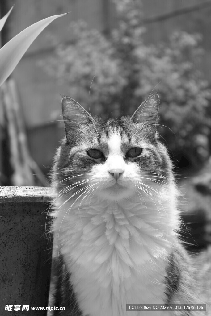 可爱猫咪仰头望