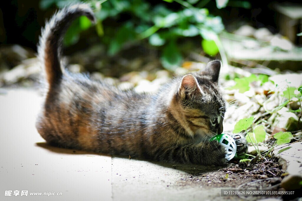 阳光下玩耍的斑纹猫咪