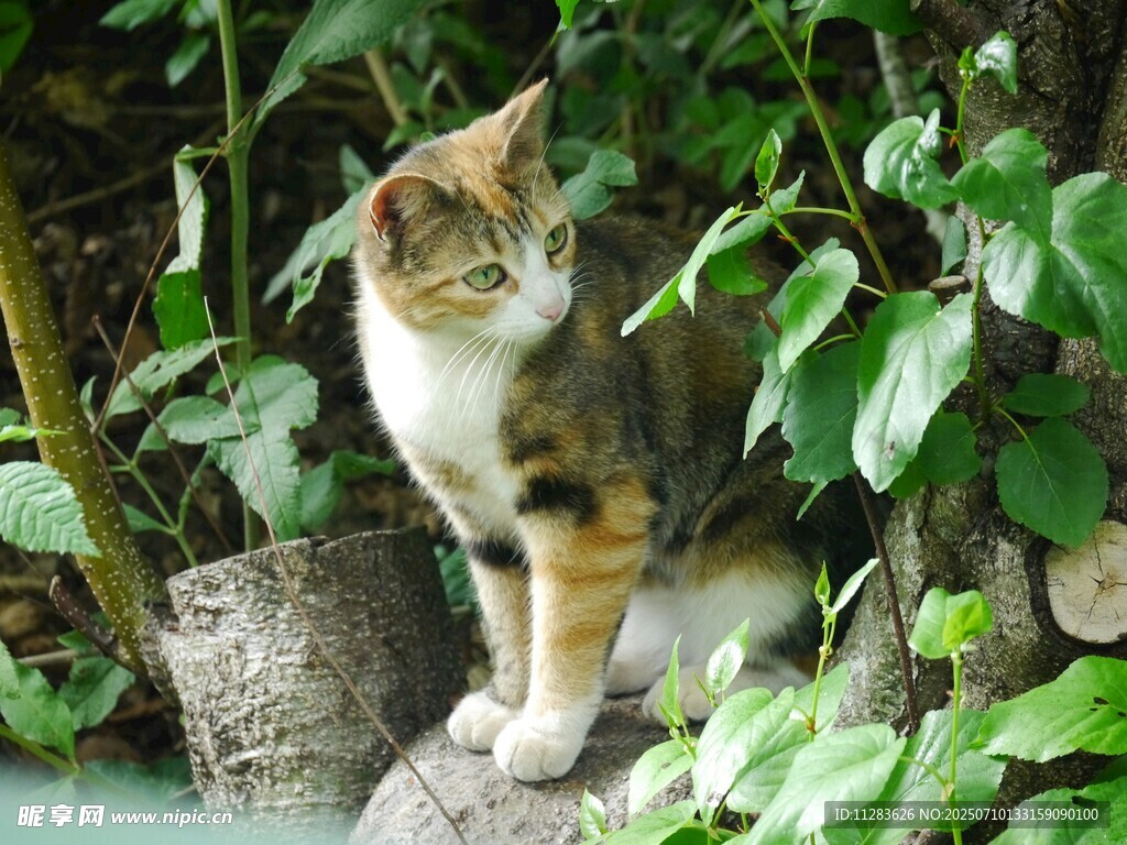 林间猫咪