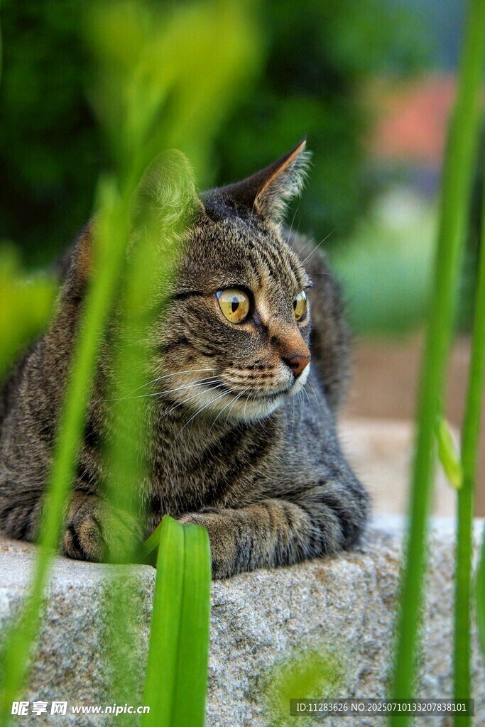 石上休憩的斑纹猫咪