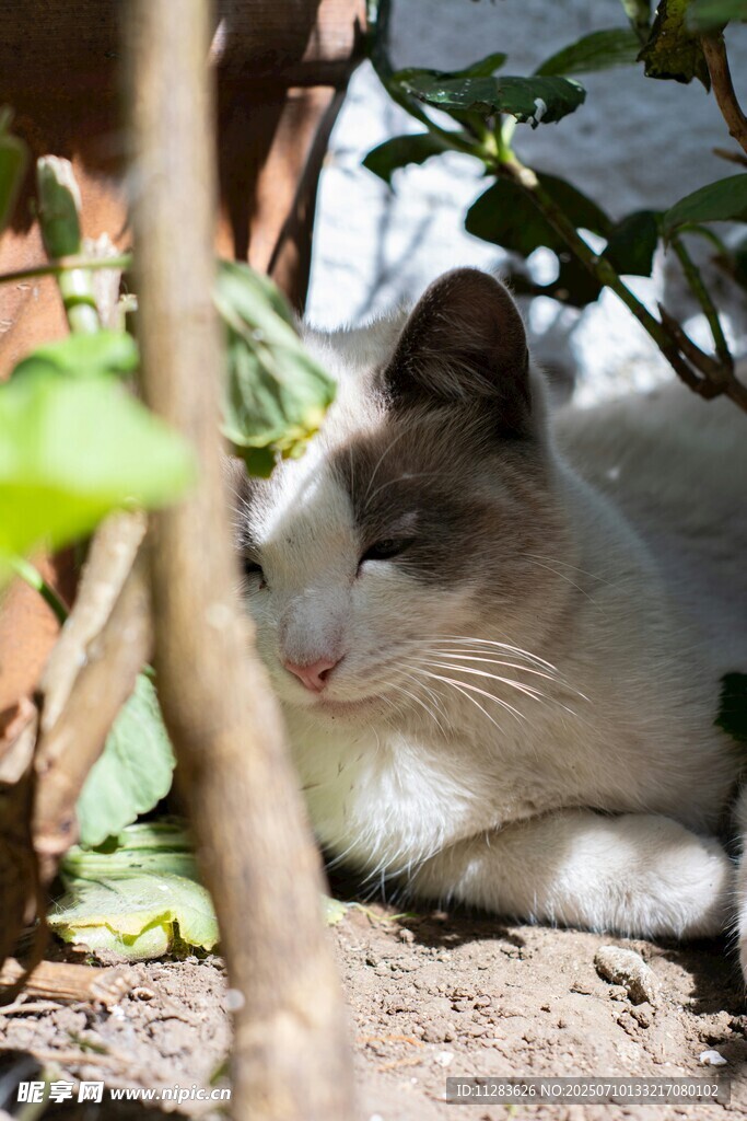 树荫下休憩的可爱猫咪
