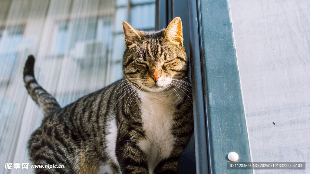 窗边猫咪好奇张望