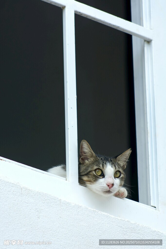 窗边探头的可爱猫咪