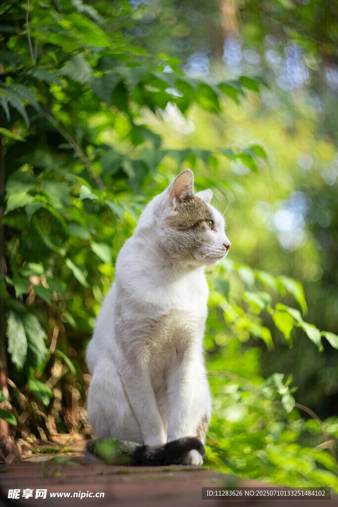 户外静坐的白色猫咪