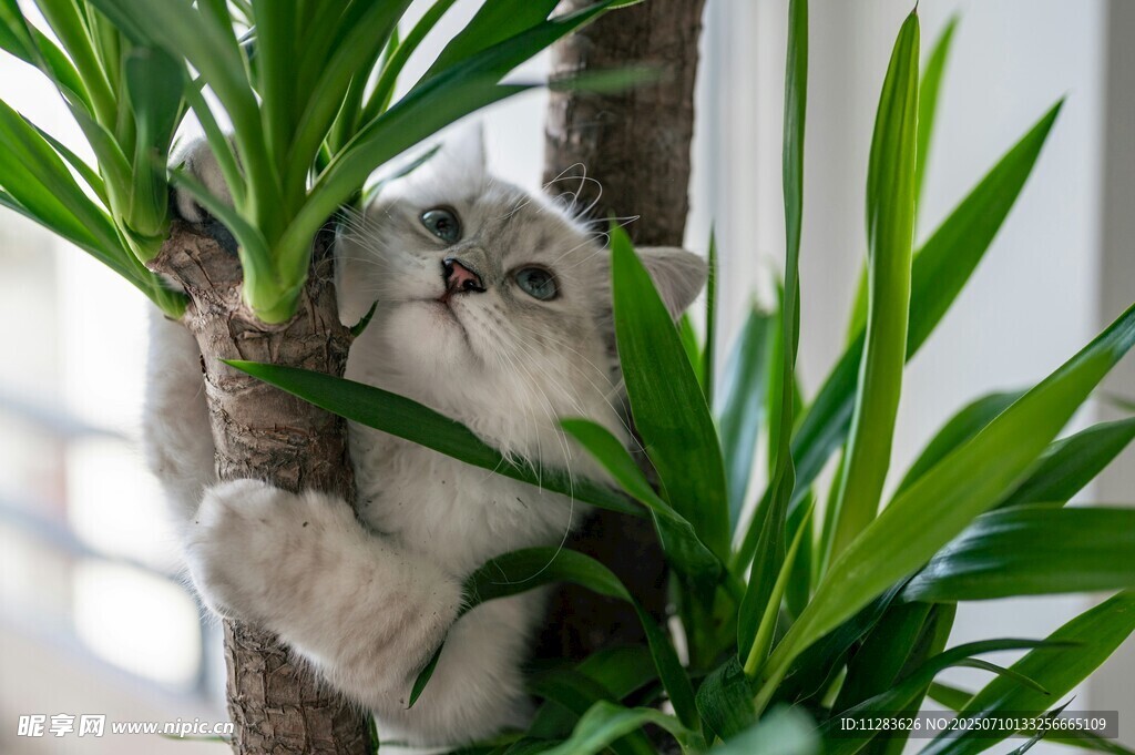 小猫攀树旁绿植