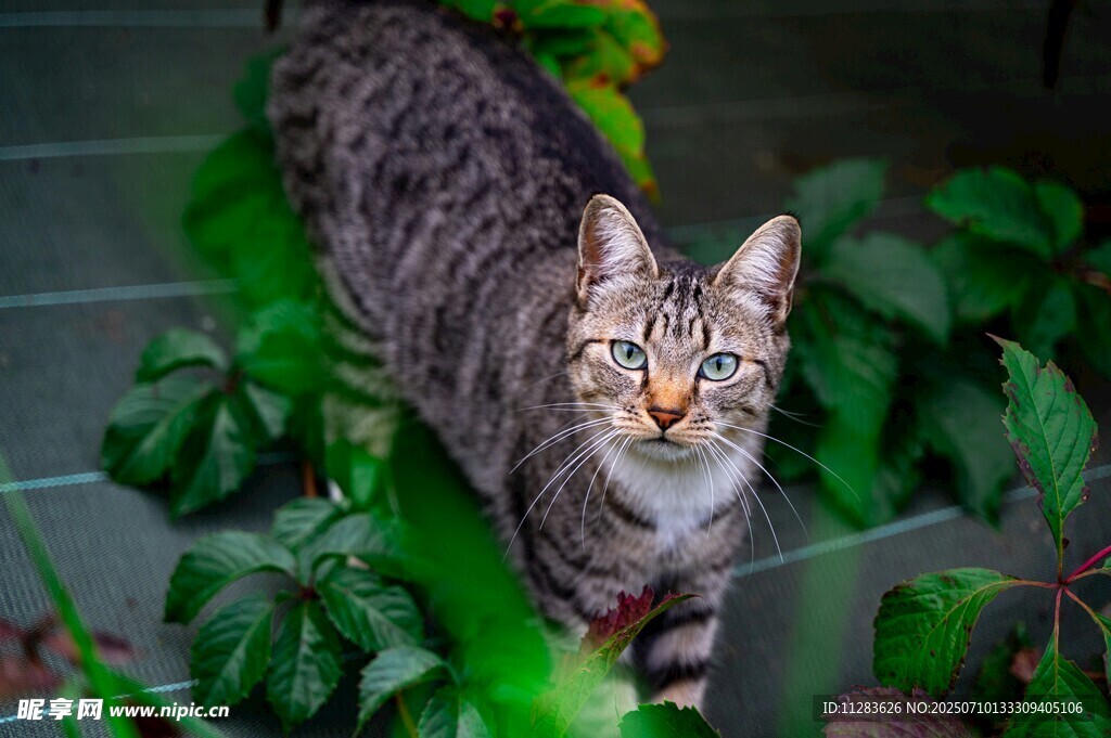 斑纹猫咪于绿植间张望