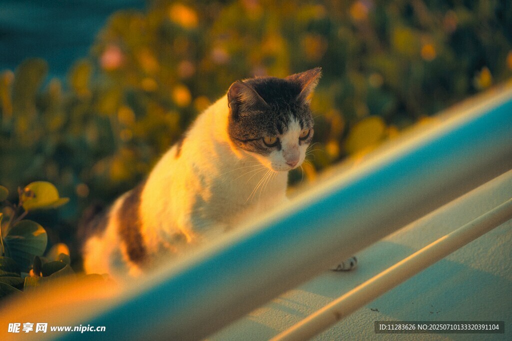 阳光下的猫咪