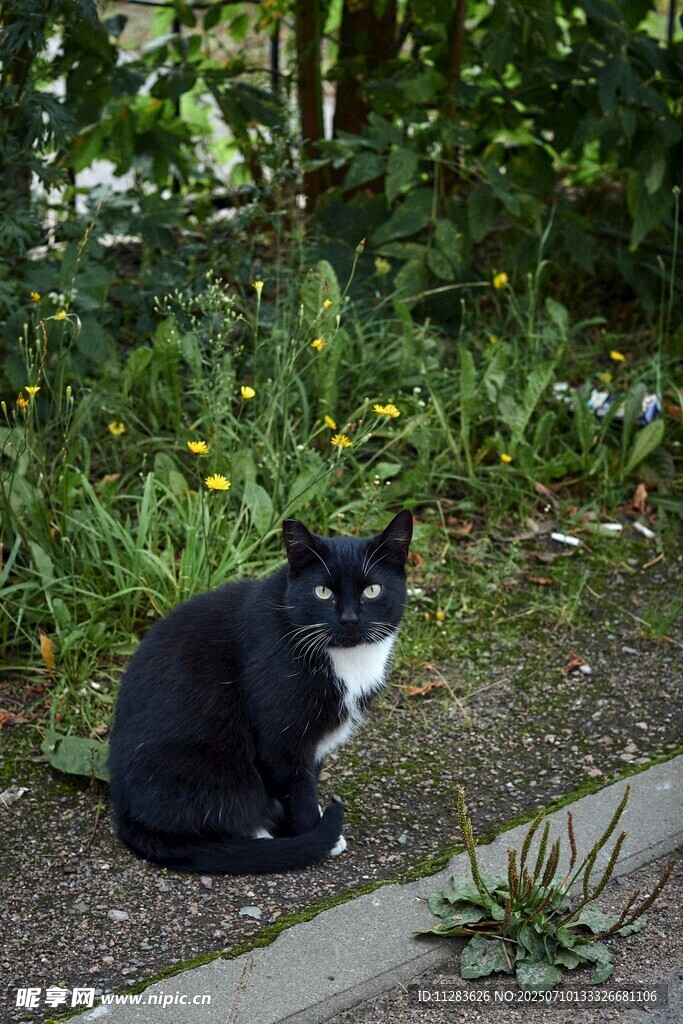 户外黑白色猫咪静坐着