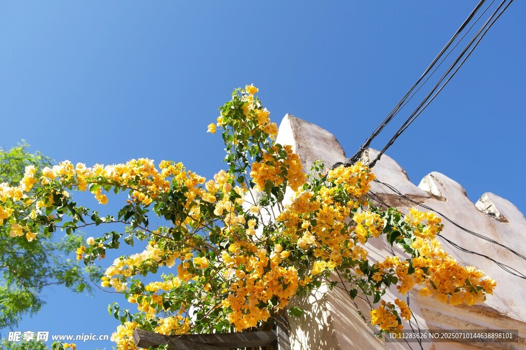 房屋与花