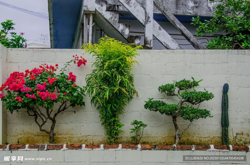 墙边绿植花卉景观