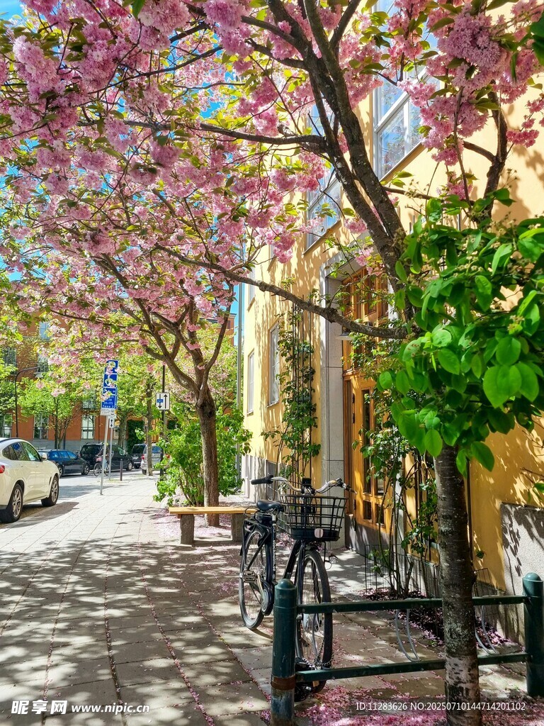繁花装点的静谧街道