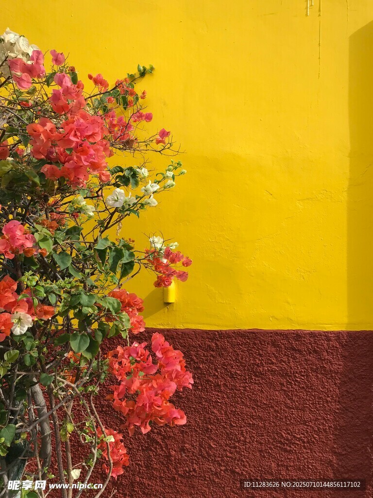 黄墙红花景致
