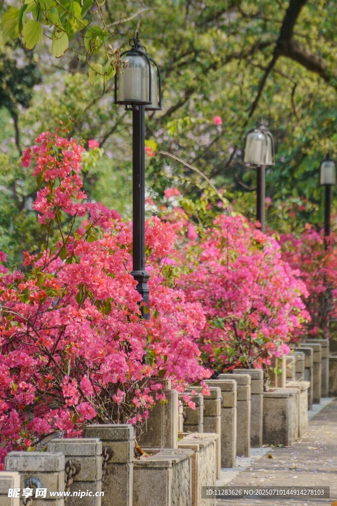 繁花簇拥的林荫步道