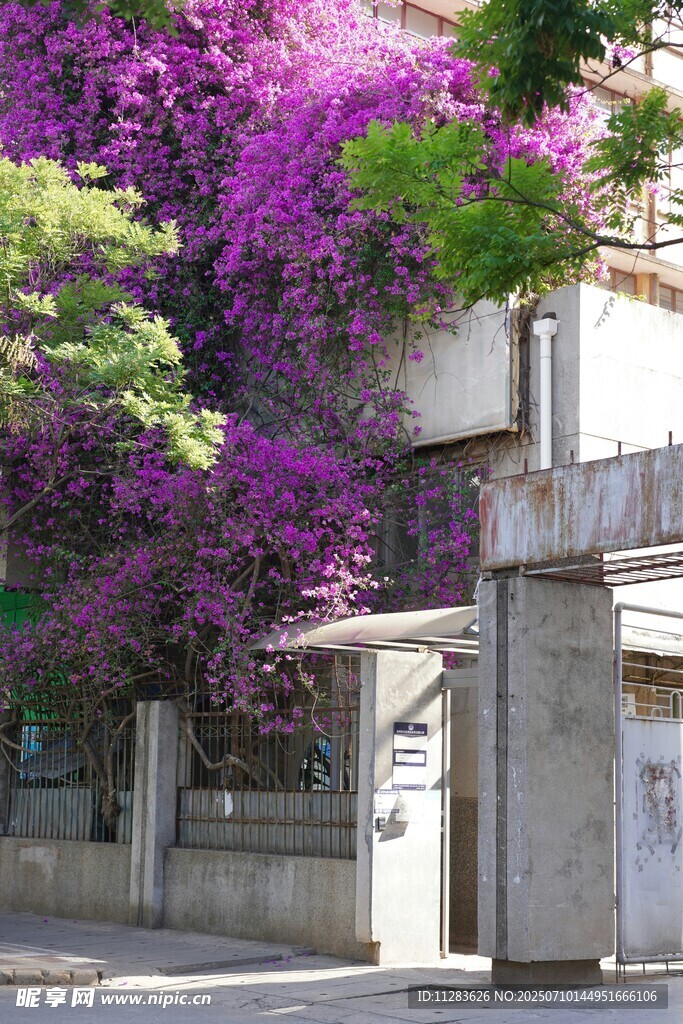 紫色花簇装点的建筑入口