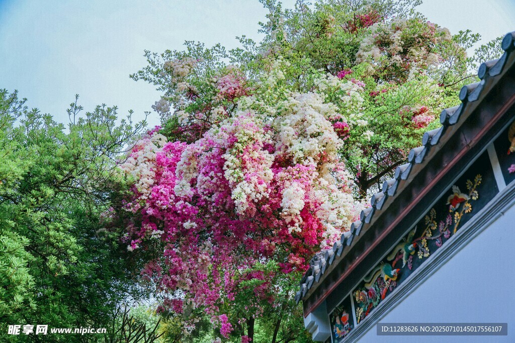 繁花攀附古建筑一角